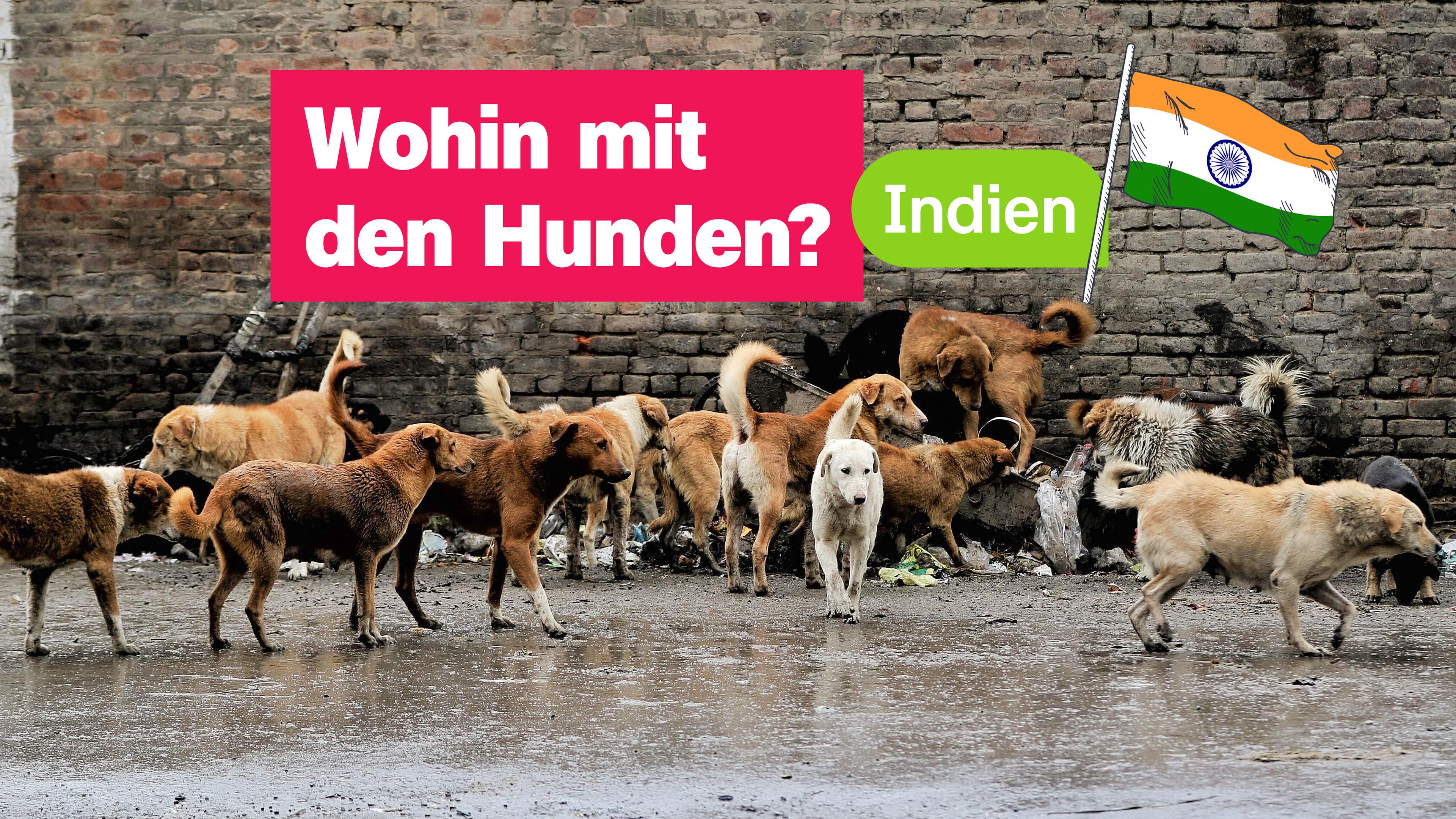 Viele Straßenhunde an einer Straßenecke. Mittig eine Grafik der indischen Flagge und der Text: "Indien. Wohin mit den Hunden?"
