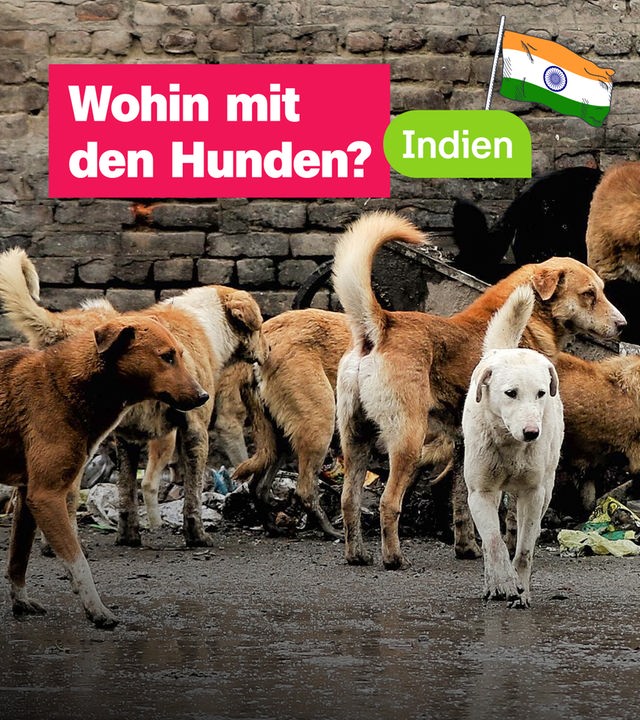 Viele Straßenhunde an einer Straßenecke. Mittig eine Grafik der indischen Flagge und der Text: "Indien. Wohin mit den Hunden?"