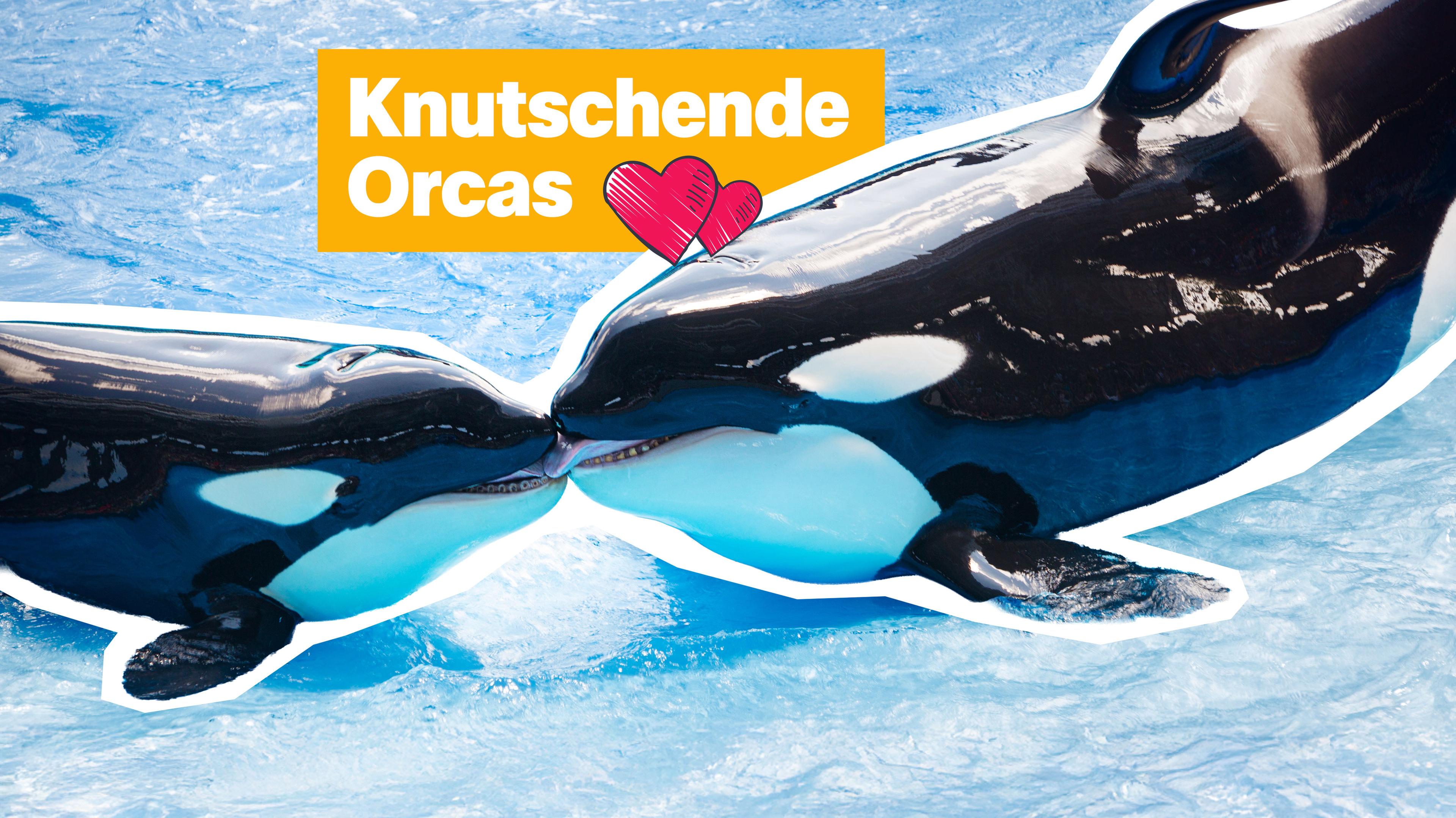 Das Bild zeigt zwei Orcas (schwarz-weiße Wale), die sich küssen. Darüber der Text mit zwei gezeichneten Herzen: "Knutschende Orcas"