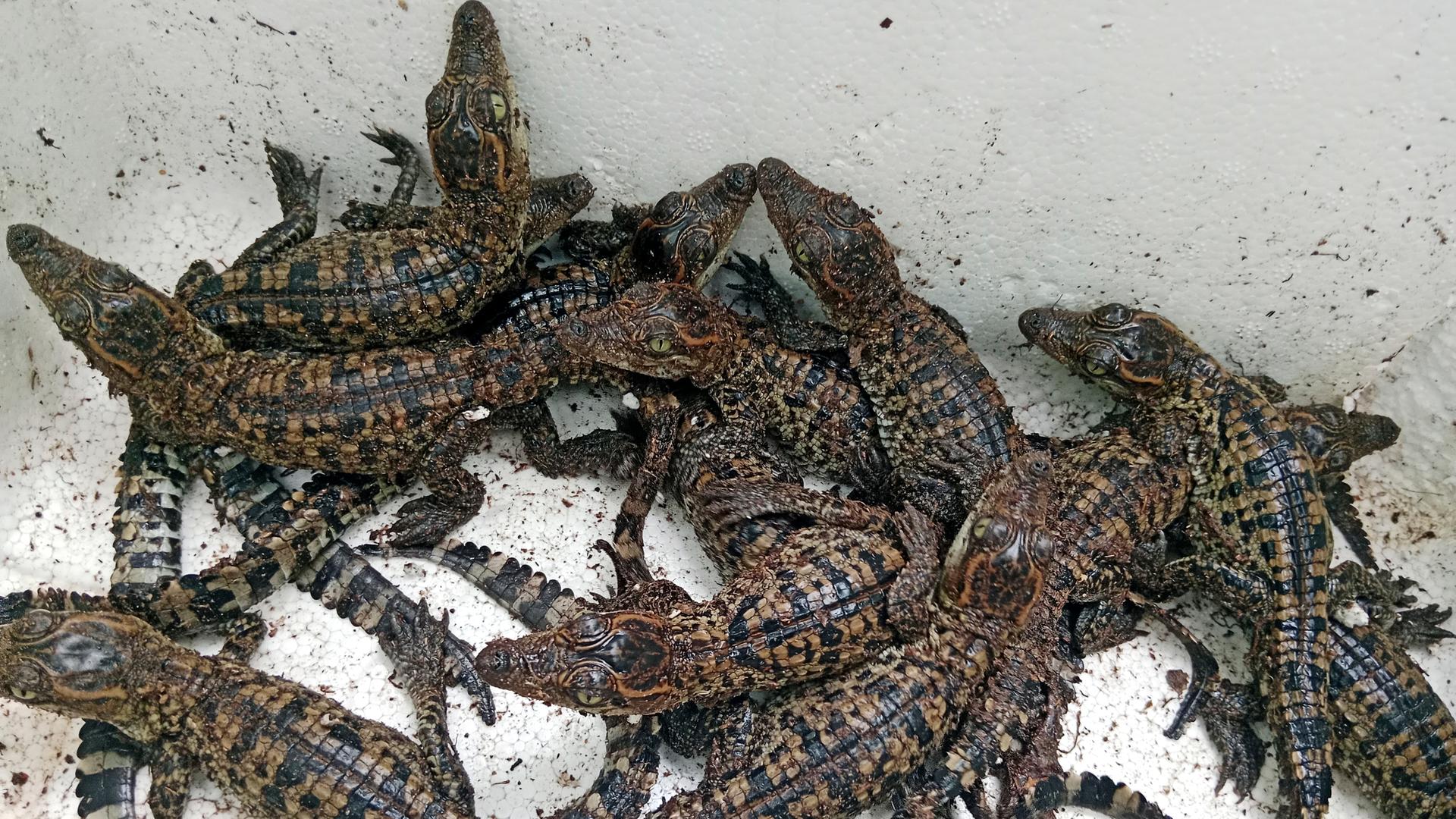 Junge Siam-Krokodile