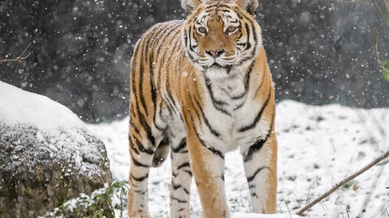 Sonnenaufgang hinter dem Triumphbogen in Brüssel. 