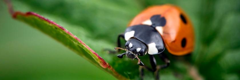 Siebenpunkt Marienkäfer auf Blatt