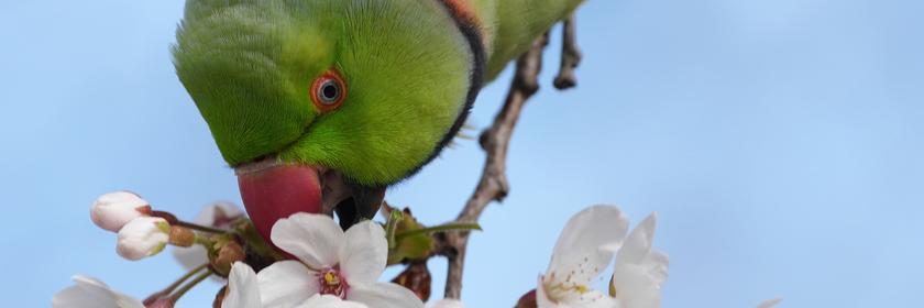 Ein Sittich in London