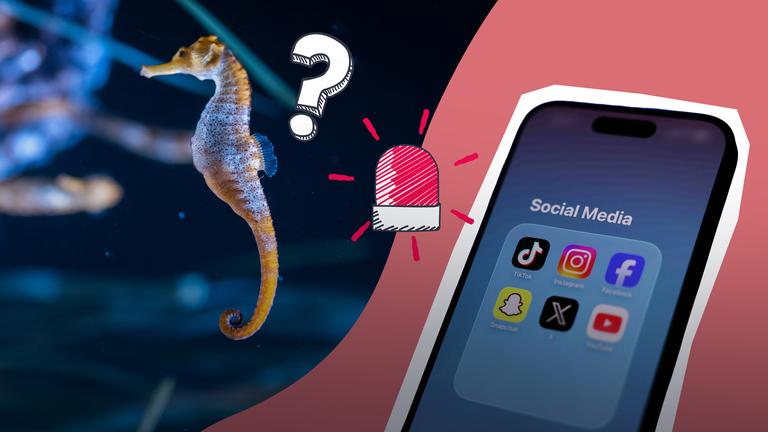 Grafik: Social-Media-Verbot, KI-Seepferdchen 