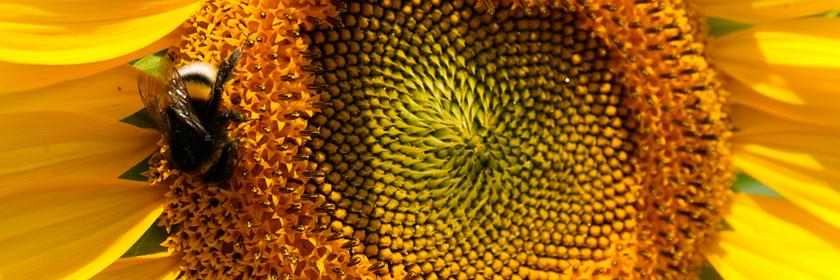 Eine Hummel sitzt auf der Sonnenblumme. 