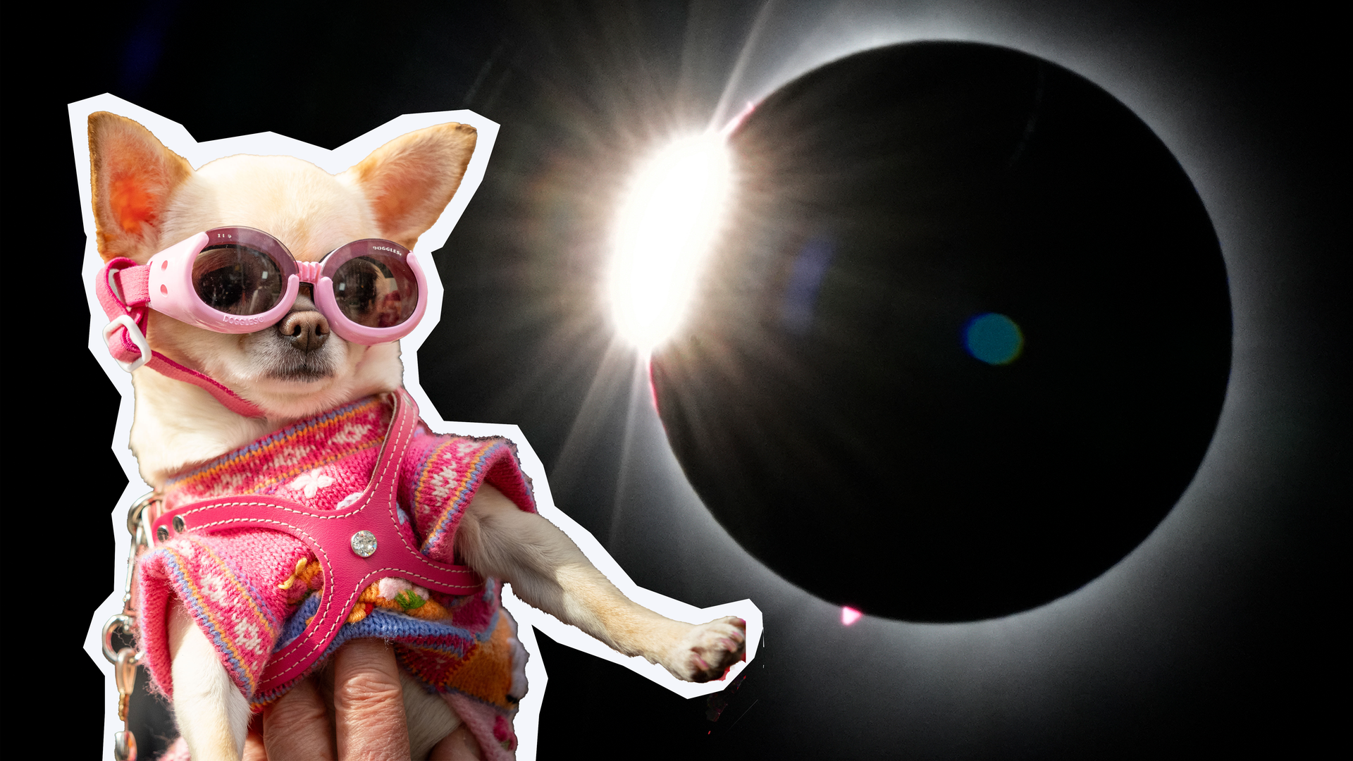 Ein kleienr Hund mit Sonnenbrille vor Sonnenfinsternis-Foto