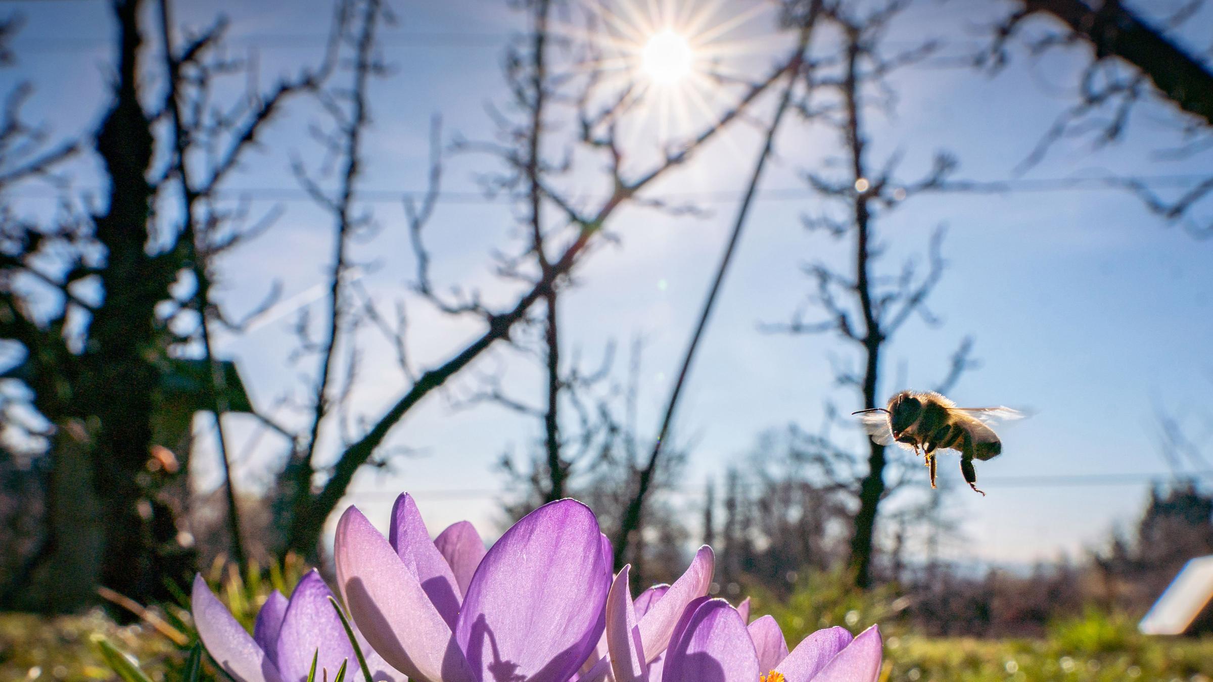 Eine Biene fliegt im Sonnenschein zu einem blühenden Krokus.