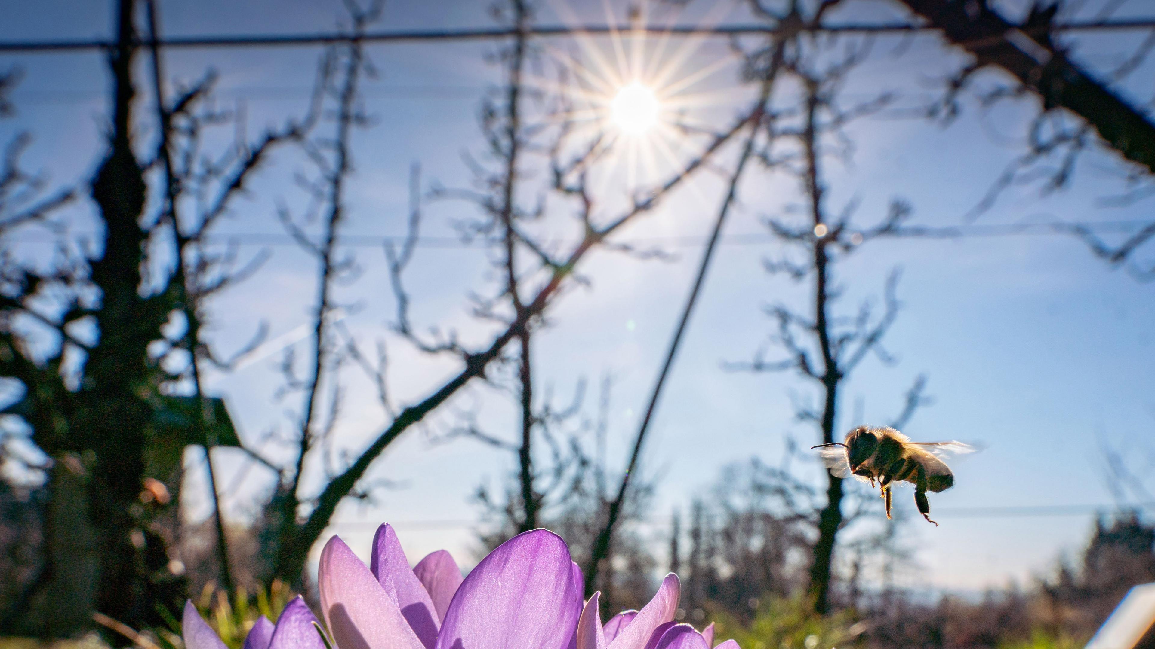 Eine Biene fliegt im Sonnenschein zu einem blühenden Krokus.