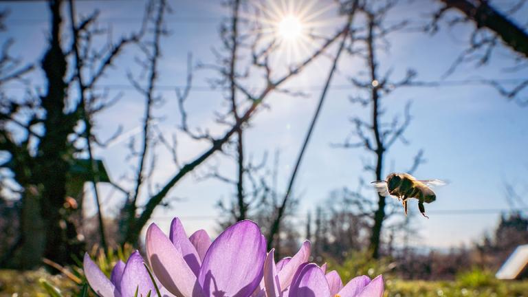 Eine Biene fliegt im Sonnenschein zu einem blühenden Krokus.