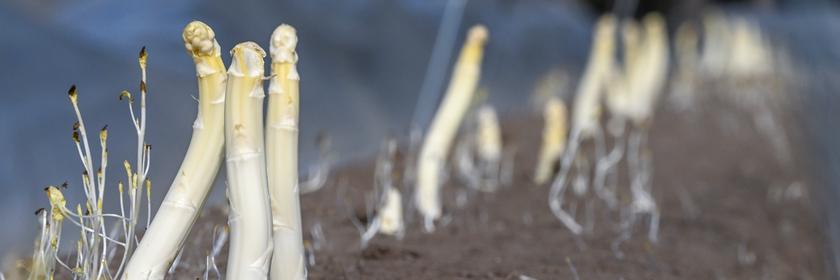 Spargel schauen aus Erde / Spargelsaison geht wieder los