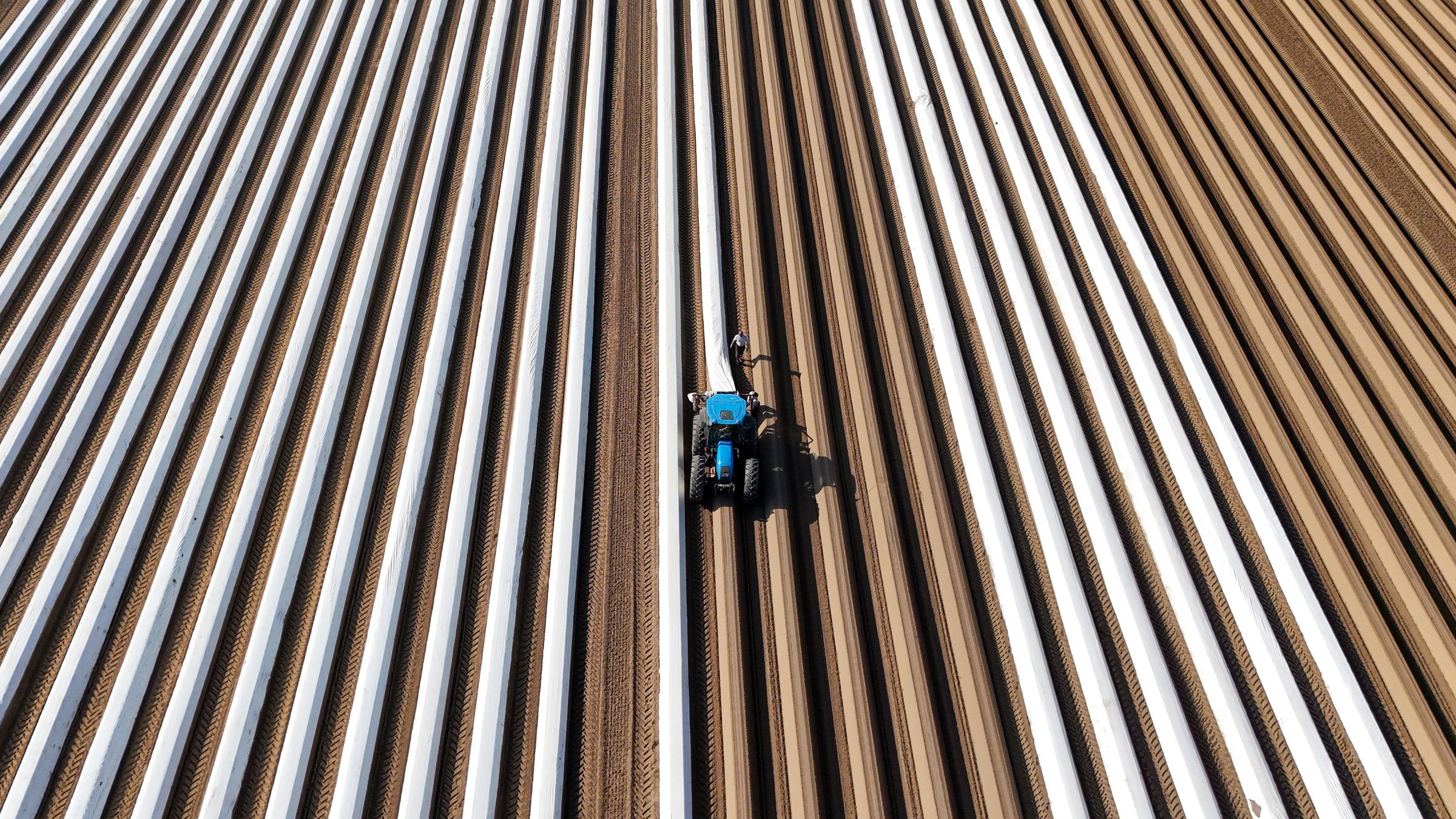 In Sachsen-Anhalt sind die ersten Arbeiter auf den Spargelfeldern und arbeiten an den Dämmen und den Folien.
