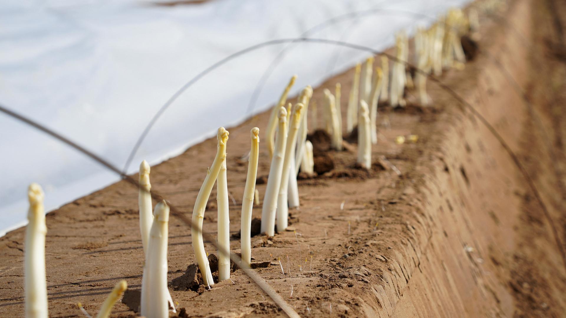 Man sieht mehrere Spargelstangen, die bereit zur Ernte sind. 