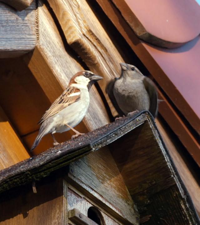 Zwei Spatzen sitzen auf einem Vogelhäuschen.