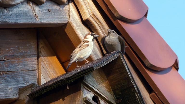 Zwei Spatzen sitzen auf einem Vogelhäuschen.