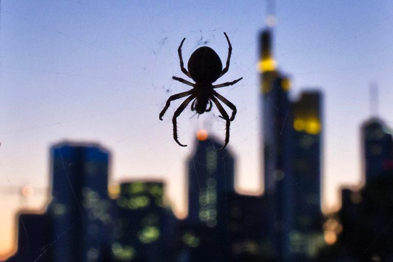 Keine Angst vor Spinnen!