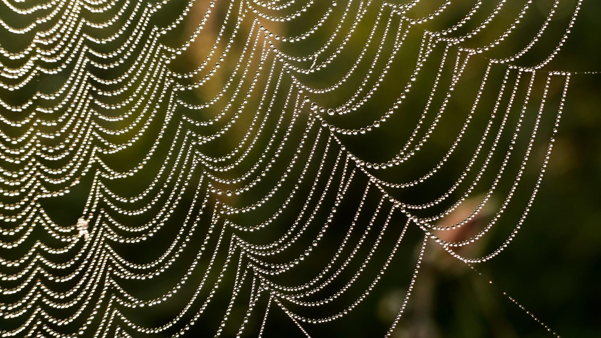 Spinnennetz im Herbst