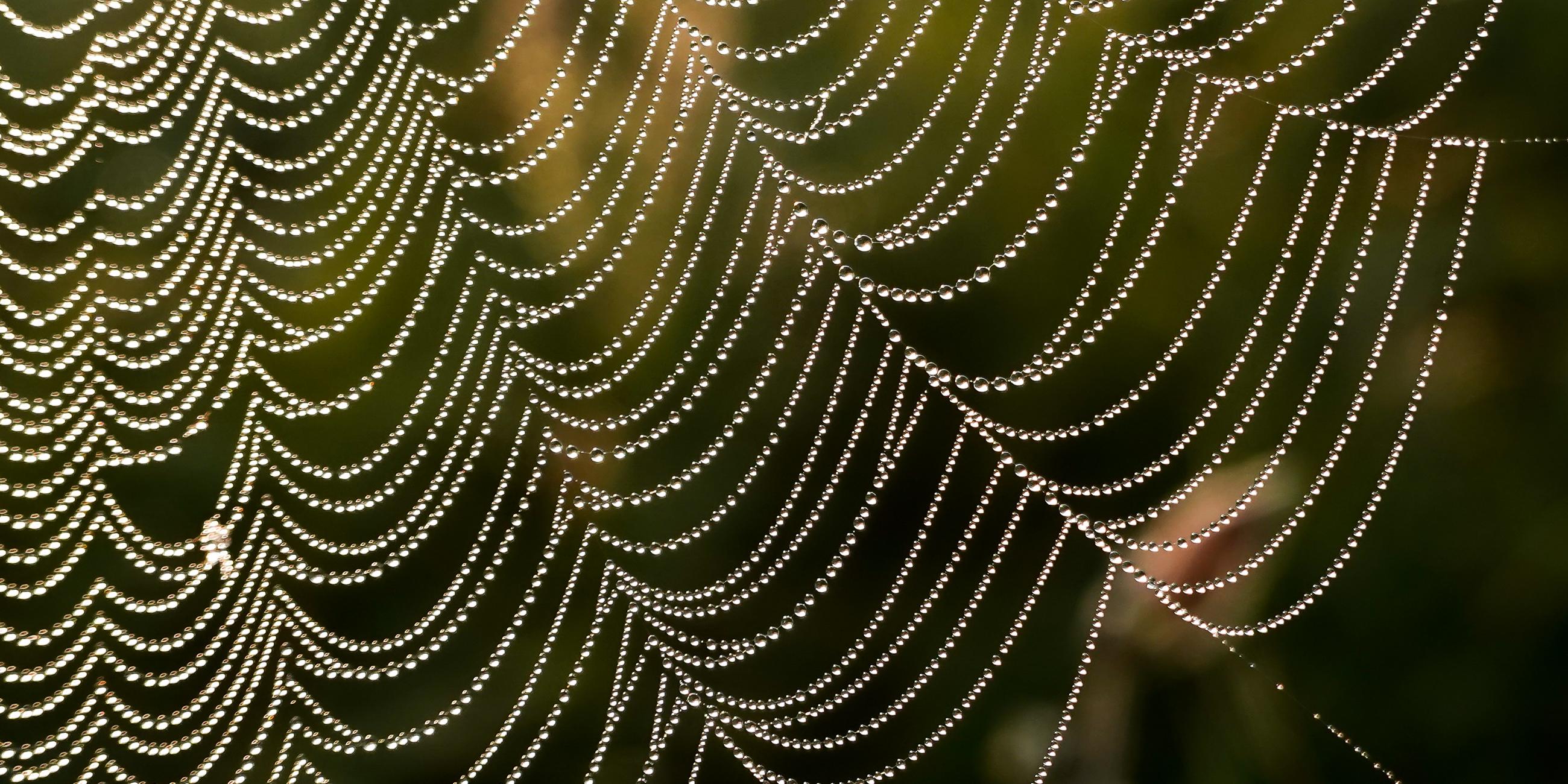 Spinnennetz im Herbst