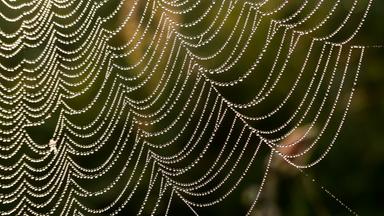 Spinnennetz im Herbst