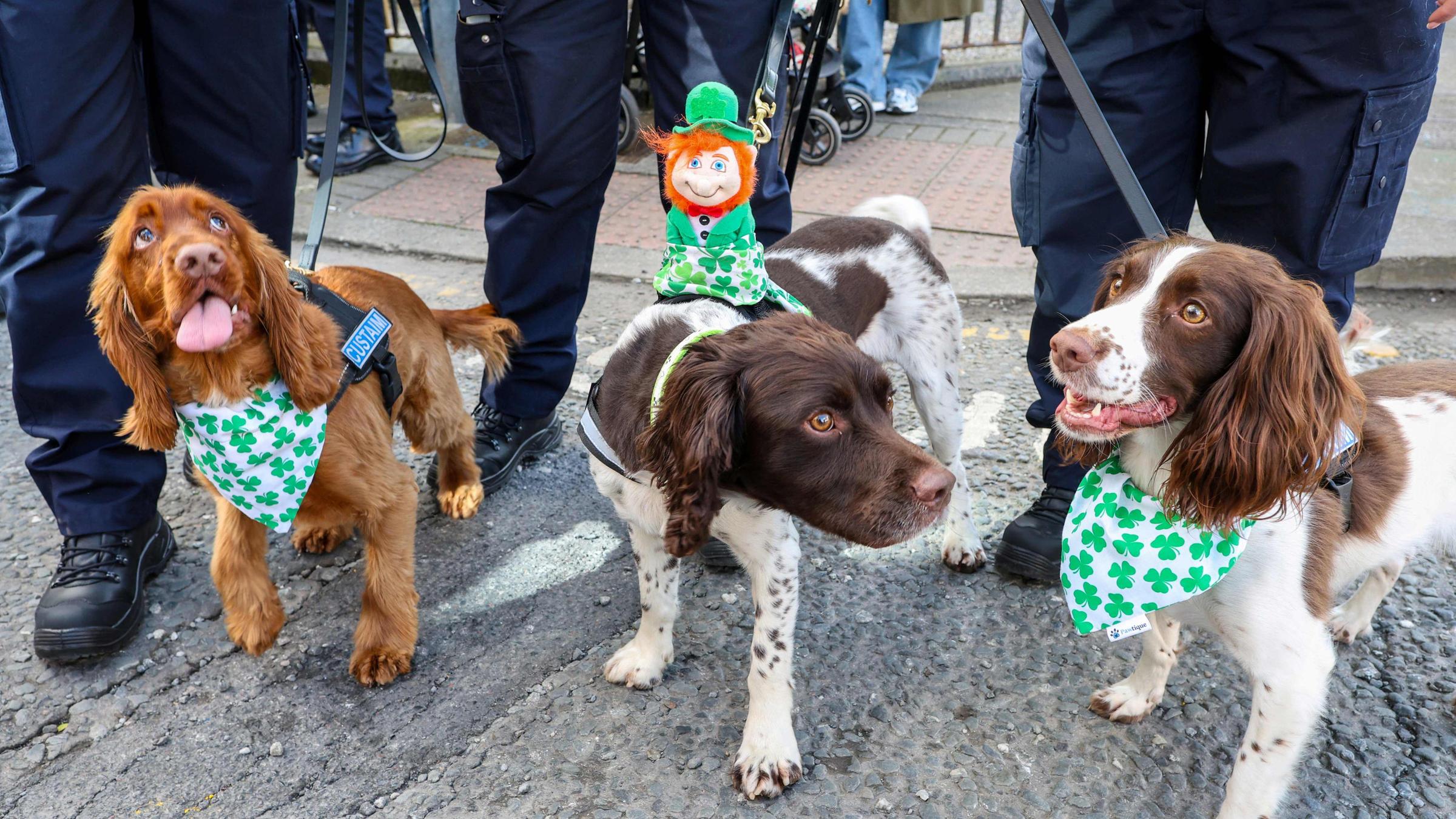 Drei Hunde mit grünen Halstüchern und einer kleinen Leprechaun-Figur