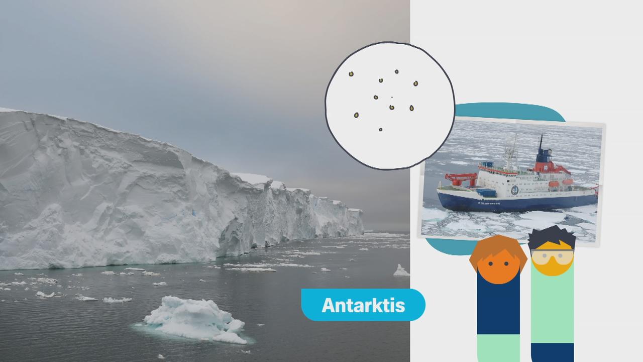 Bernstein aus Antarktis: Stein ist 90 Millionen Jahre alt. - logo!