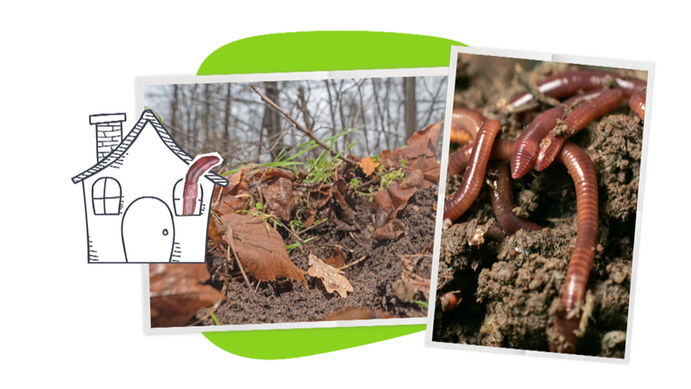 Grafische Erklärung zum Weltbodentag