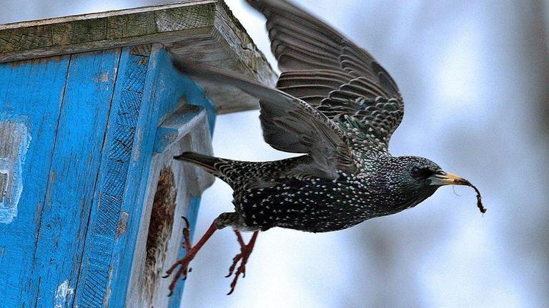 Archiv: Ein Star am 26.03.2008 in einem Garten in Kaufbeuren 
