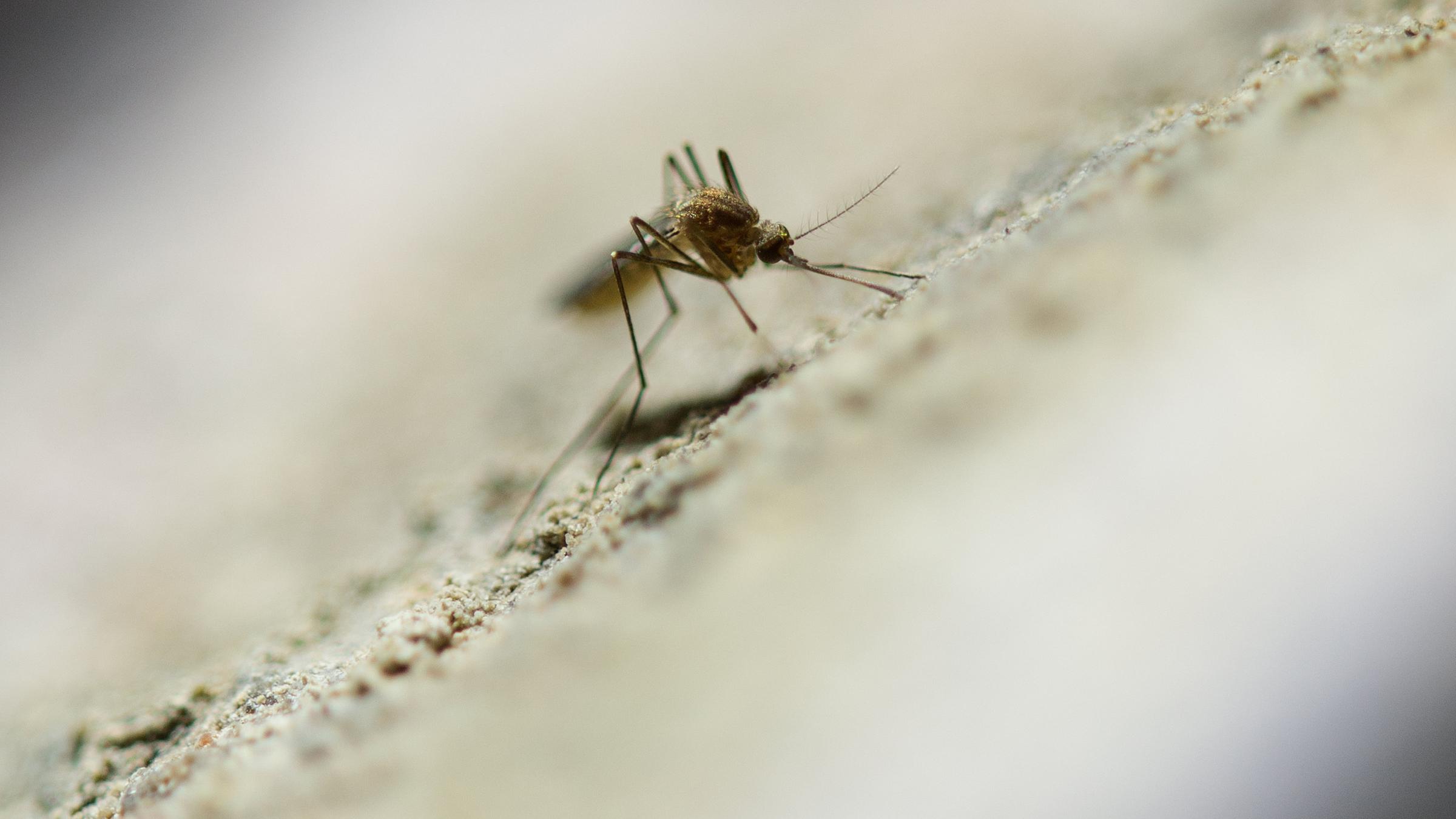 eine Stechmücke krabbelt eine Kellerwand hoch