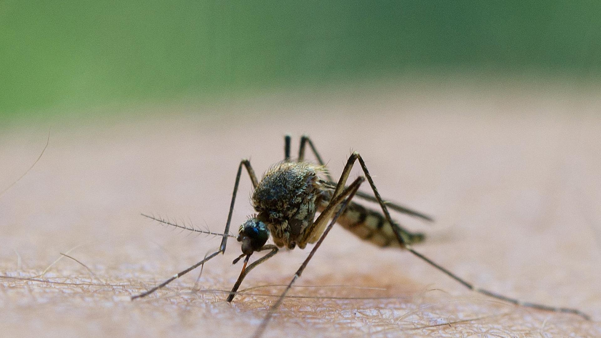 Archiv: Eine Stechmücke saugt Blut