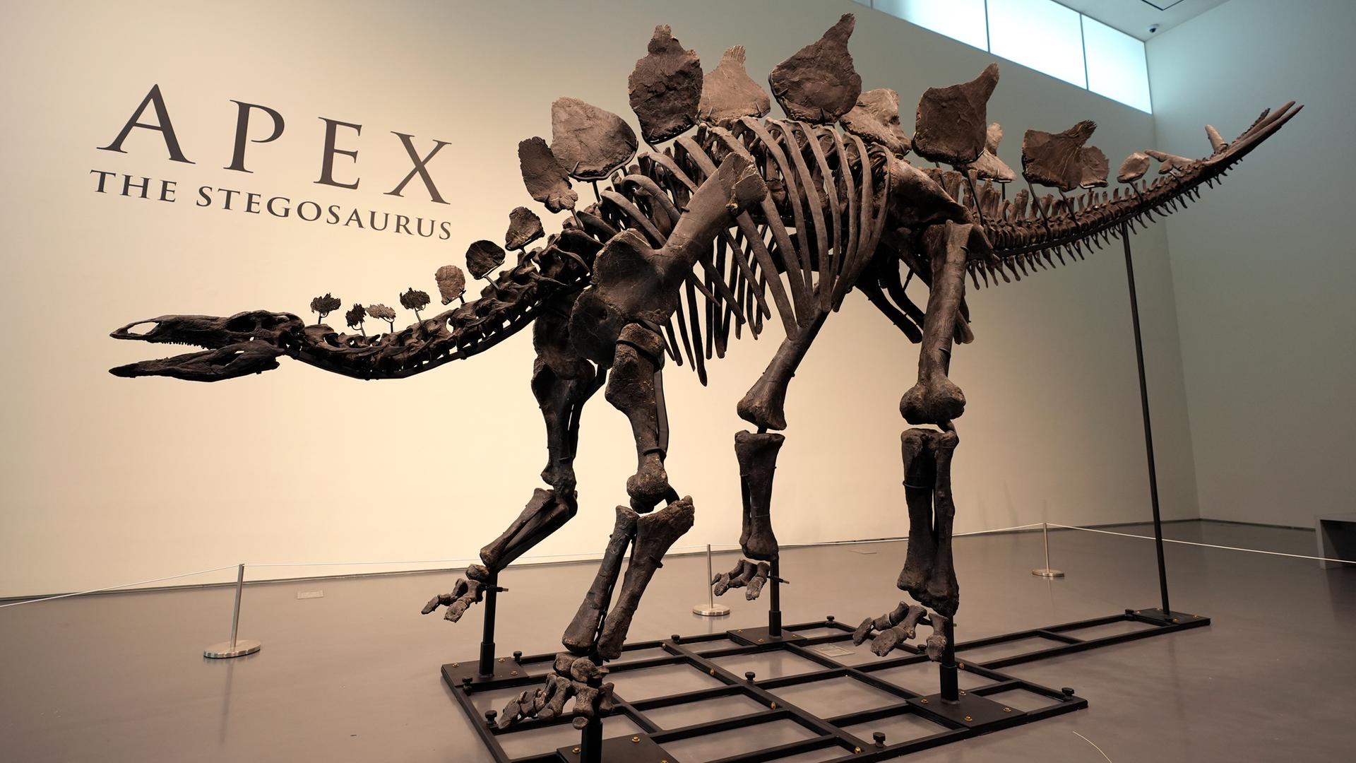 In New York wurde ein rund 150-Millionen Jahre altes Stegosaurus-Skelett für fast 45 Millionen Dollar versteigert. Es sei das teuerste Fossil jemals, so das Auktionshaus Sotheby's.