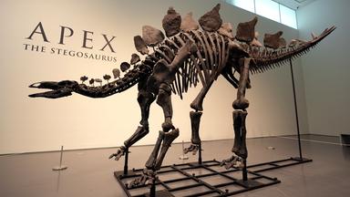 In New York wurde ein rund 150-Millionen Jahre altes Stegosaurus-Skelett für fast 45 Millionen Dollar versteigert. Es sei das teuerste Fossil jemals, so das Auktionshaus Sotheby's.