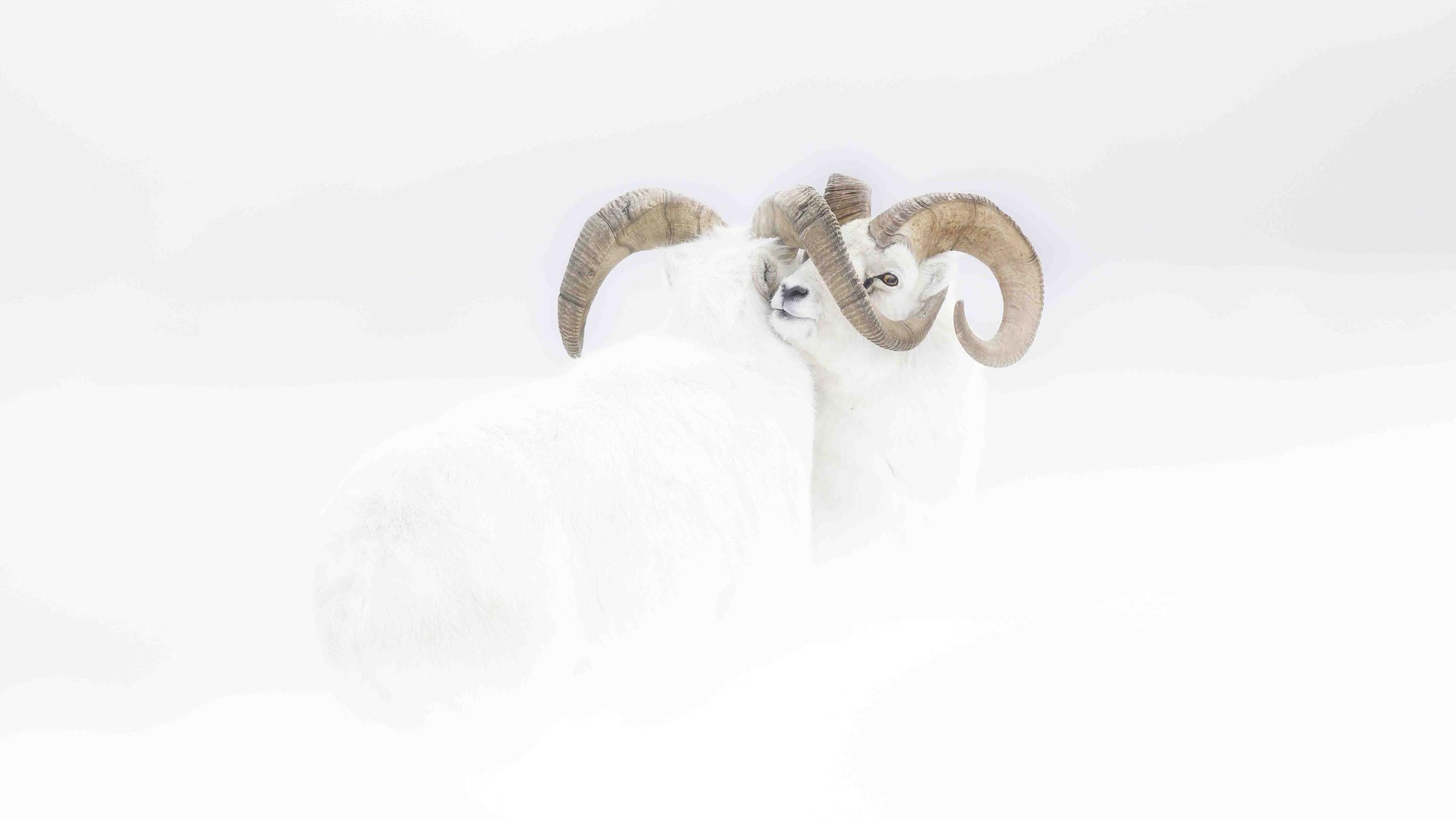 Kategorie: Portfolio Award