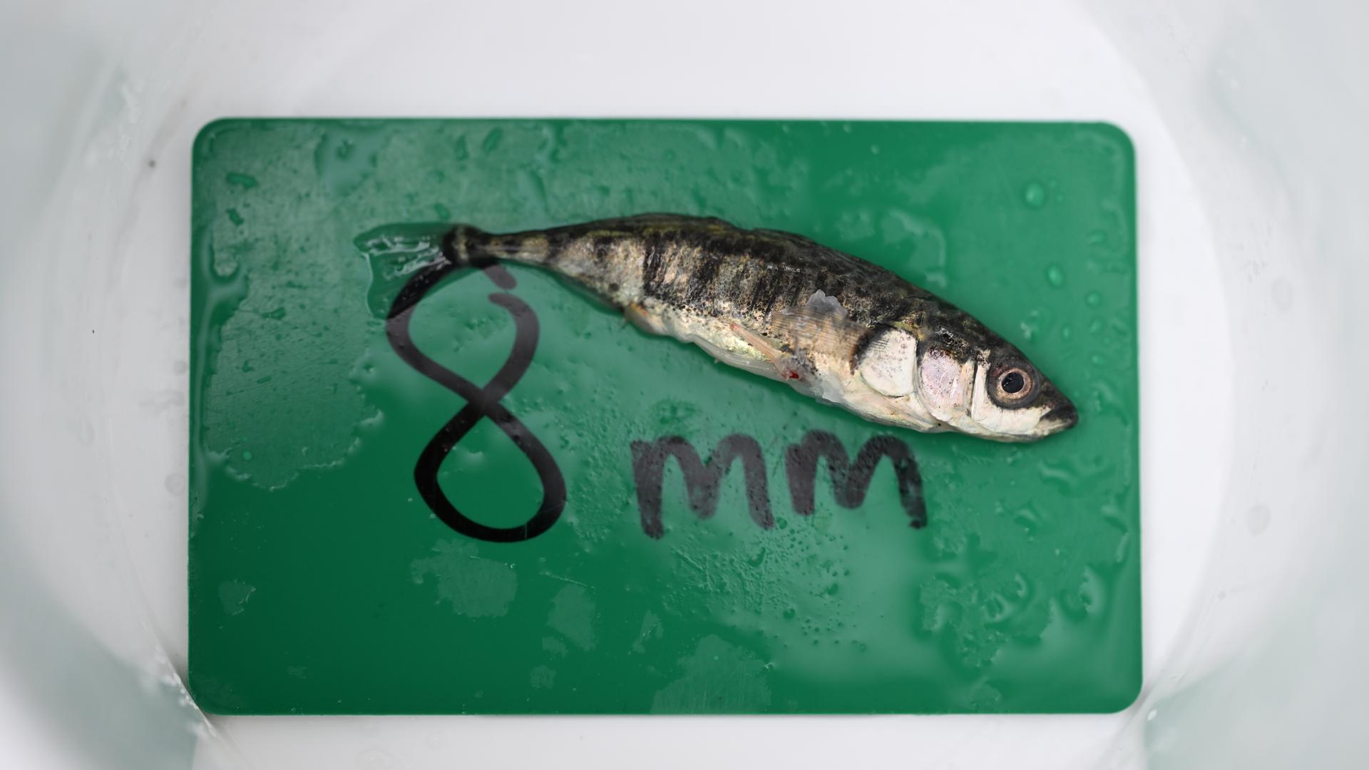 Unerwünschter Gast im Bodensee: Der Stichling 