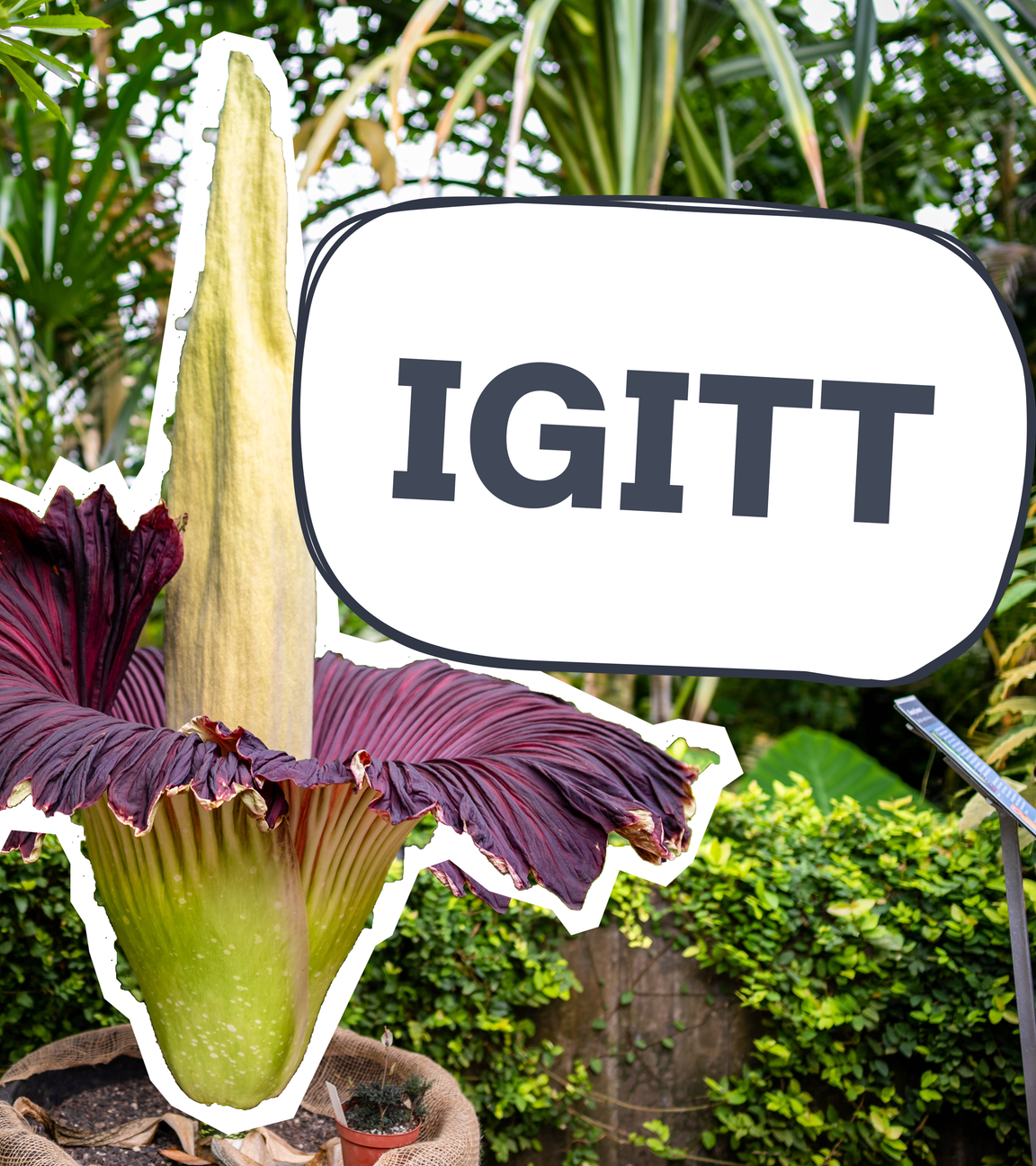 Stinke-Blume in Australien, daneben Schild mit "Igitt"