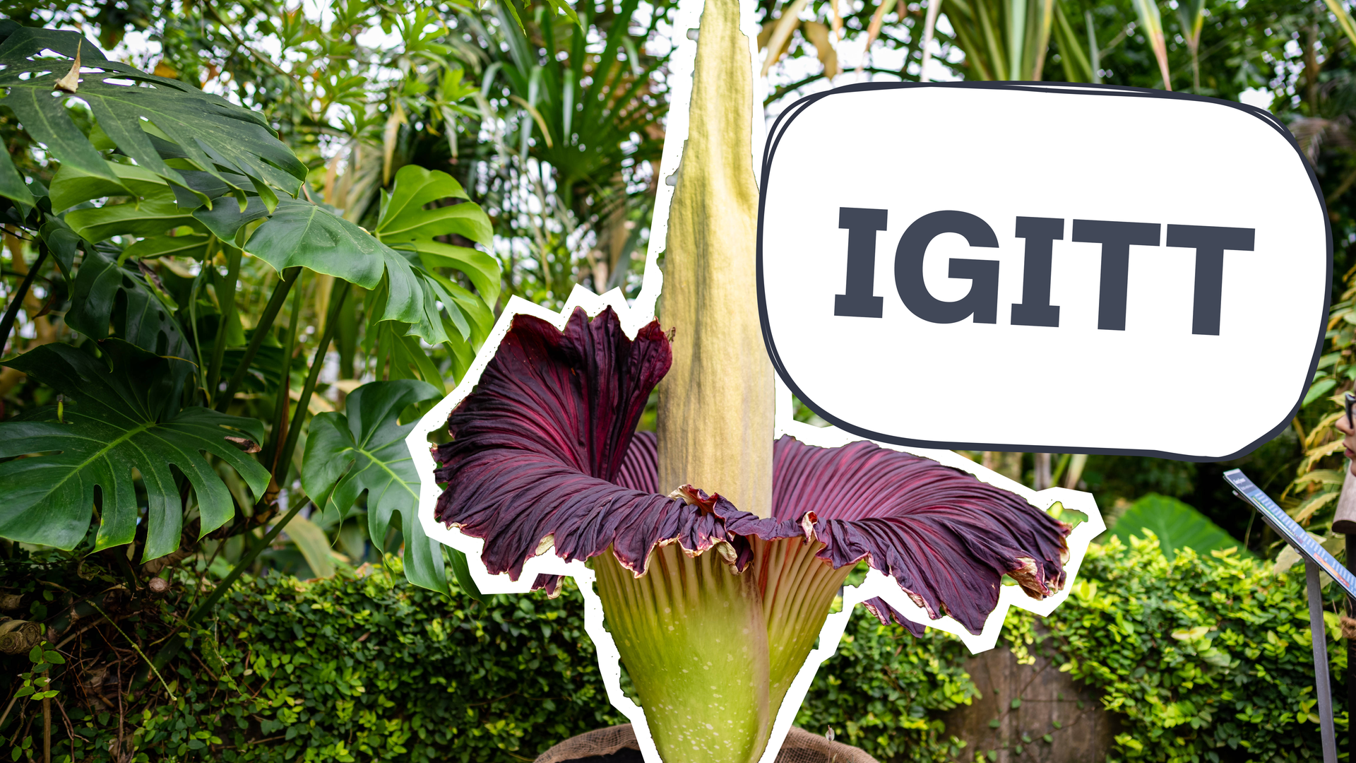 Stinke-Blume in Australien, daneben Schild mit "Igitt"