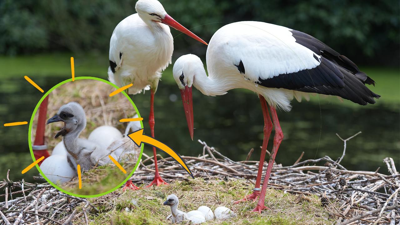 Ein Storchennest mit einem Küken