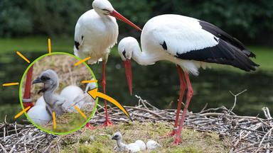 Ein Storchennest mit einem Küken