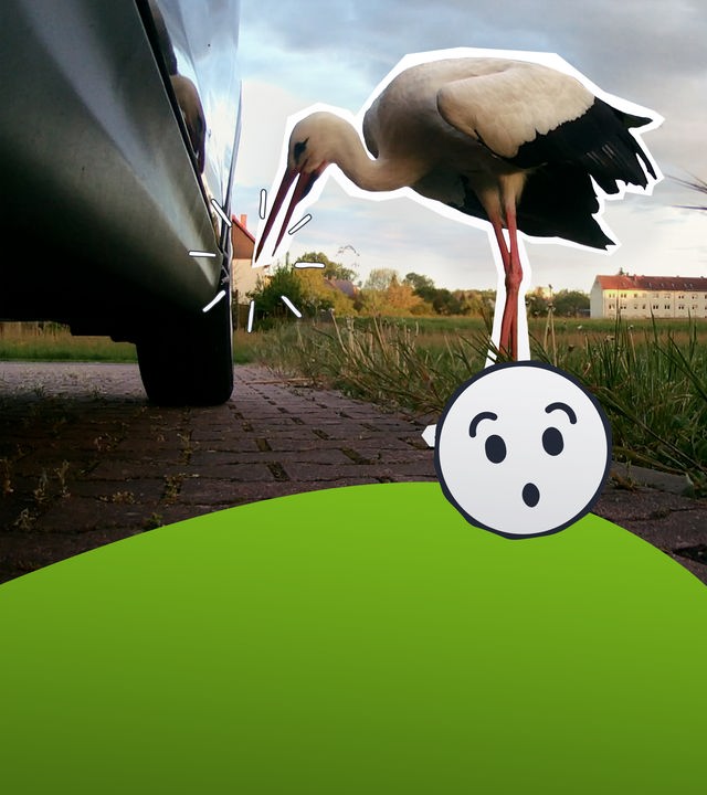 Störche