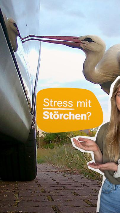 Stress mit Störchen?