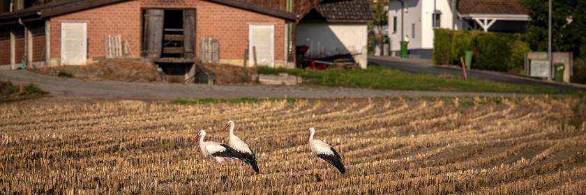 Drei Störche auf einem Feld.