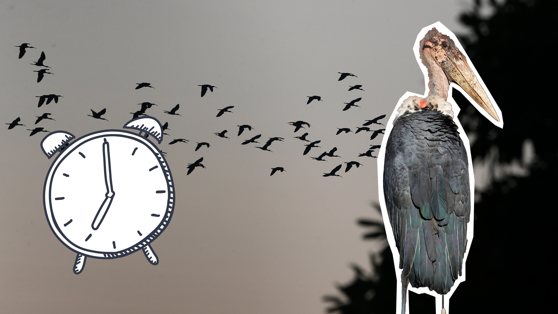 Storch, im Hintergrund Zugvögel, Wecker