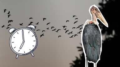 Storch, im Hintergrund Zugvögel, Wecker