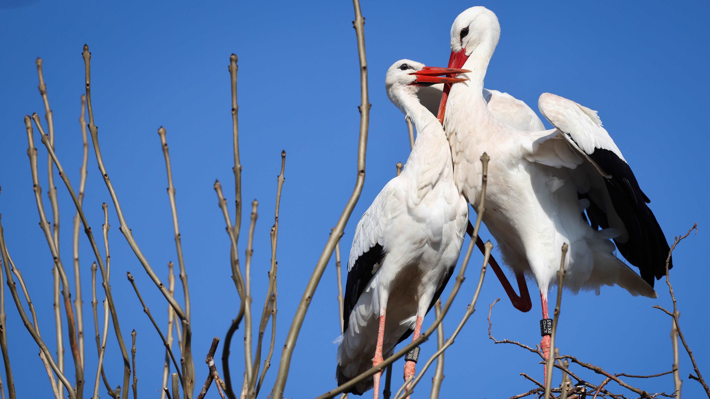 Zwei Störche balzen in ihrem Nest auf einem Baum am Rande von Wyk auf Föhr.