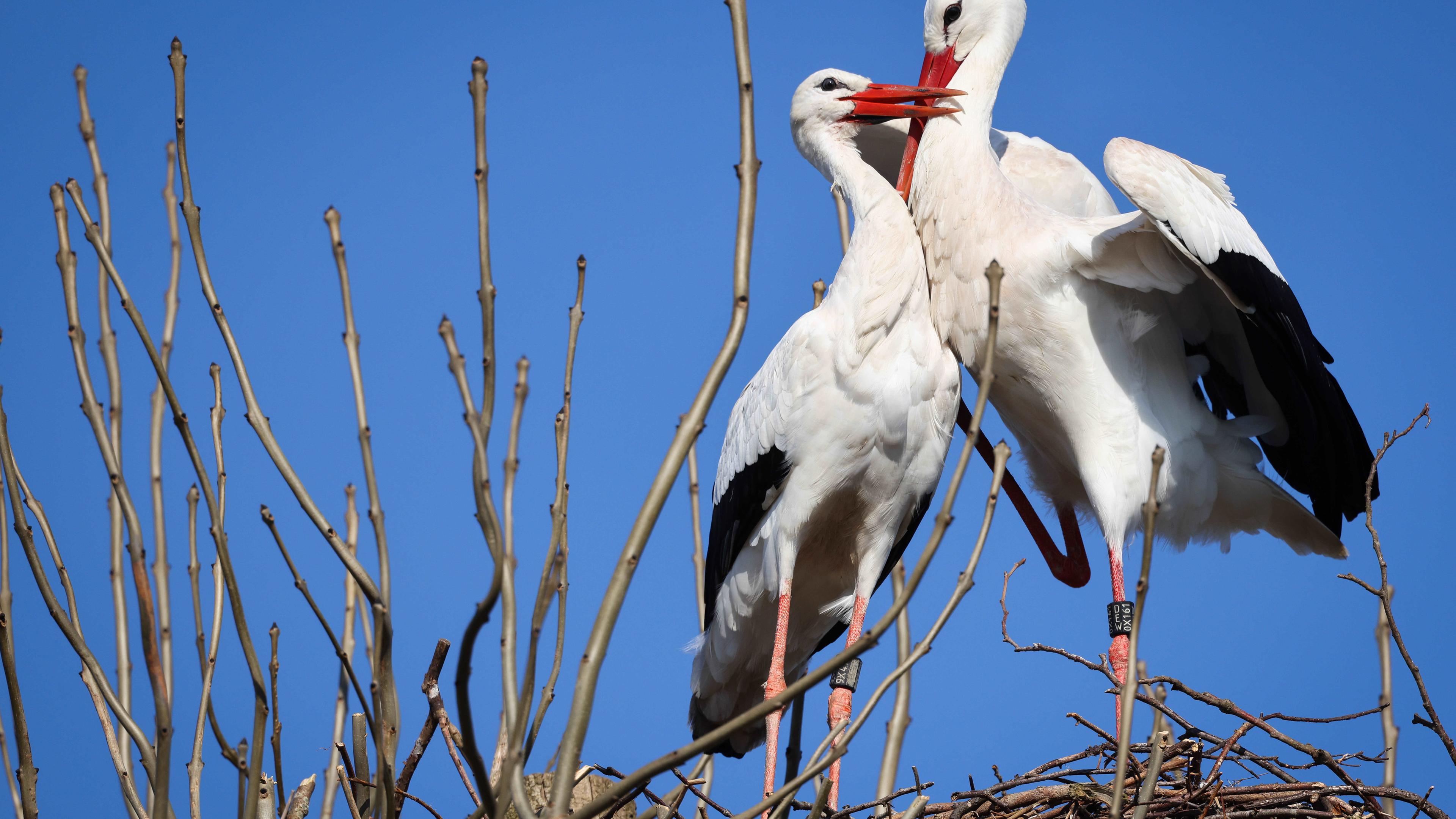 Zwei Störche balzen in ihrem Nest auf einem Baum am Rande von Wyk auf Föhr.