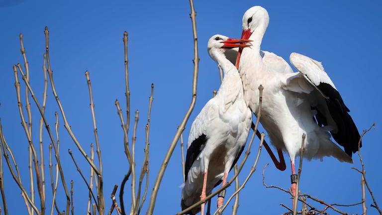 Zwei Störche balzen in ihrem Nest auf einem Baum am Rande von Wyk auf Föhr.