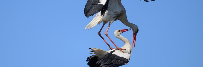 Strochenpaar in Nest in Sachsen