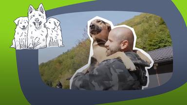 Strassenhunde Bosnien