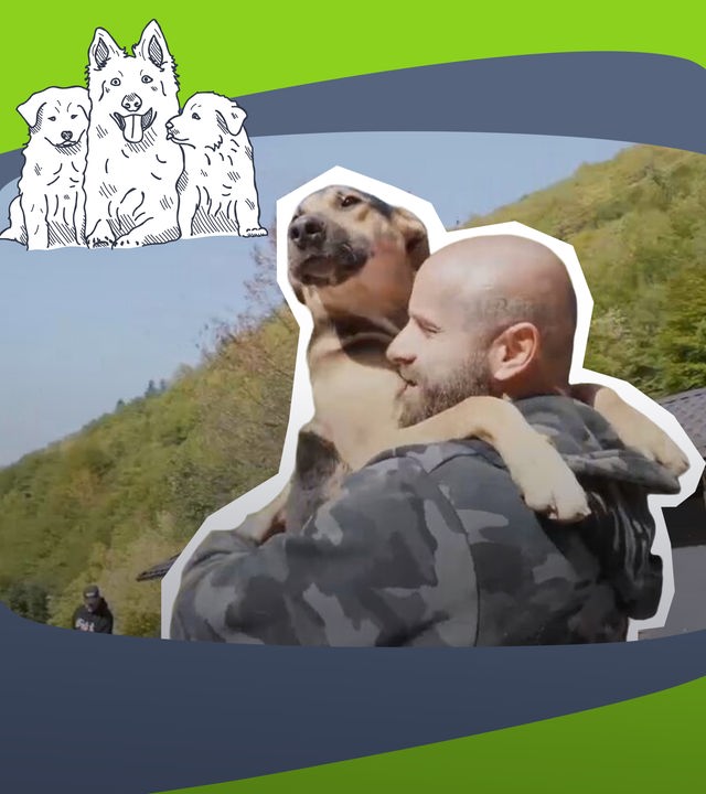 Strassenhunde Bosnien