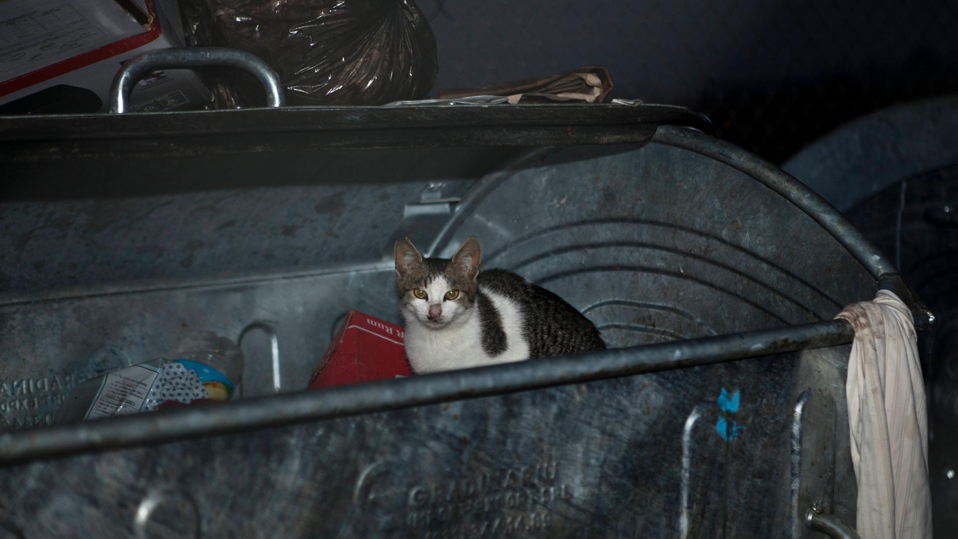 Straßenkatze sitzt in einem Müllcontainer