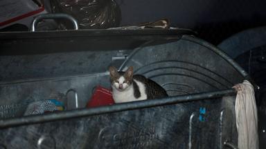 Straßenkatze sitzt in einem Müllcontainer
