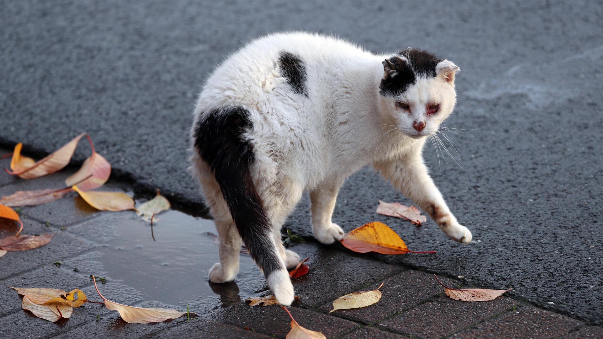Eine Straßenkatze mit Bindehautentzündung schaut aus roten Augen hervor